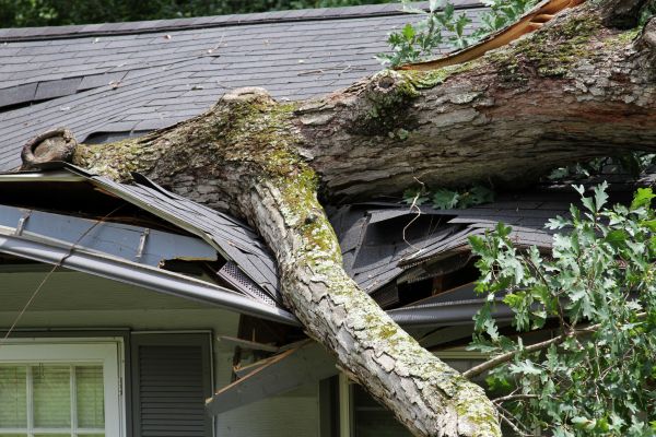 Storm Remediation in Anderson